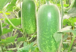 吃瓜--今日大赛完整版 52爆料吃瓜网